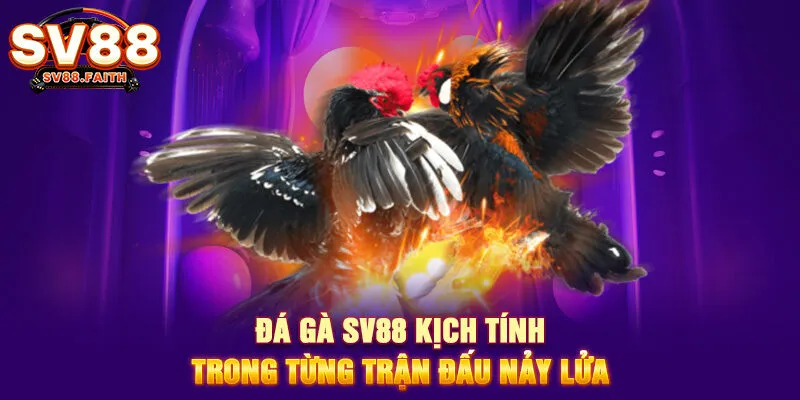 Đá gà SV88 kịch tính trong từng trận đấu nảy lửa